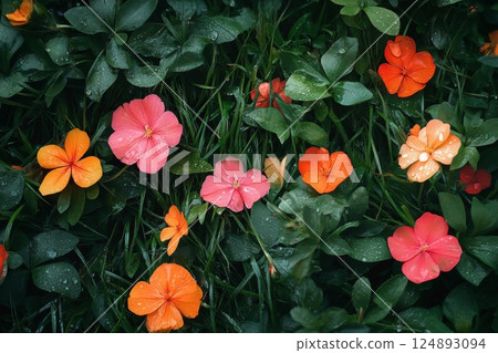 Colorful flowers in a lush garden after a rain shower 124893094