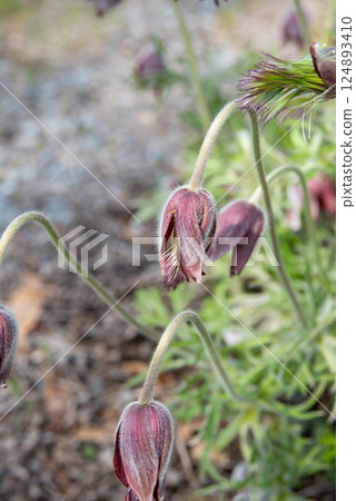 Pulsatilla quinata blooming in the spring field Pulsatilla quinata blooming in the spring field 124893410