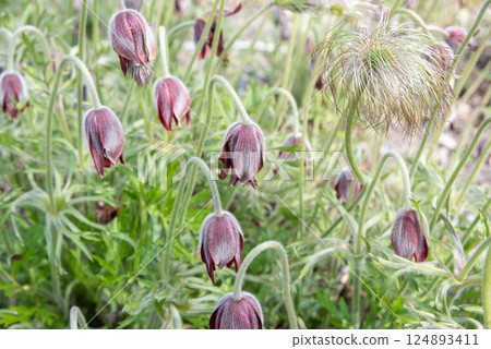 Pulsatilla quinata blooming in the spring field 124893411