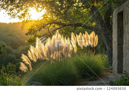 Golden sunlight illuminates pampas grass near an old stone wall at sunset 124893630