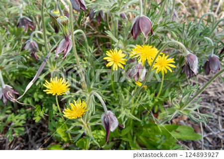 Pulsatilla quinata and dandelions blooming in the spring field 124893927