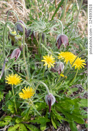 Pulsatilla quinata and dandelions blooming in the spring field 124893928