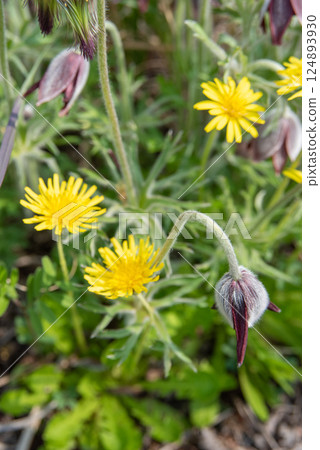 Pulsatilla quinata and dandelions blooming in the spring field 124893930