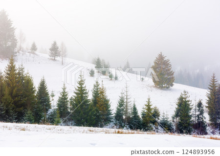 forest on the hill in fog. foggy outdoor environment. frosty winter landscape. blizzard freeze adventure forest on the hill in fog. foggy outdoor environment. frosty winter landscape. blizzard freeze adventure 124893956