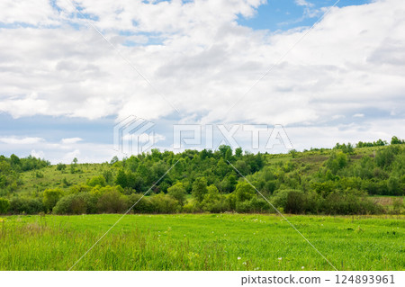 field near the forested hill. green rural landscape of ukraine in spring. beautiful view of grass meadow under cloudy sky in the morning. background for farmland or grassland in europe 124893961