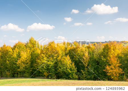landscape with trees on the hill in autumn. natural environment. mountainous countryside in fall colors on a sunny day. colorful foliage 124893962