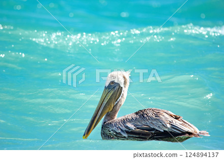 Brown pelican on the beautiful turquoise waters of the ocean. Brown pelican on the beautiful turquoise waters of the ocean. 124894137