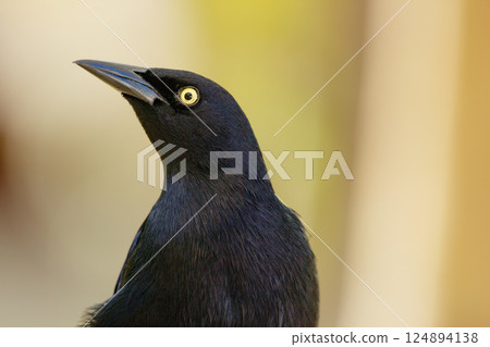 Noisy Great-tailed grackle portrait on a yellow background. Noisy Great-tailed grackle portrait on a yellow background. 124894138