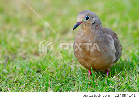 Mourning dove is walking on green grass of the lawn in summer. 124894141