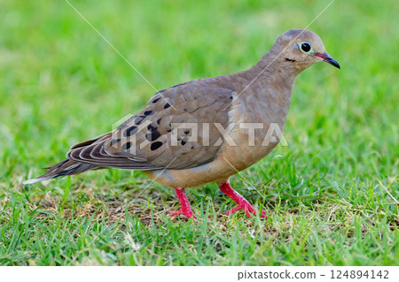 Mourning dove is walking on green grass of the lawn in summer. Mourning dove is walking on green grass of the lawn in summer. 124894142