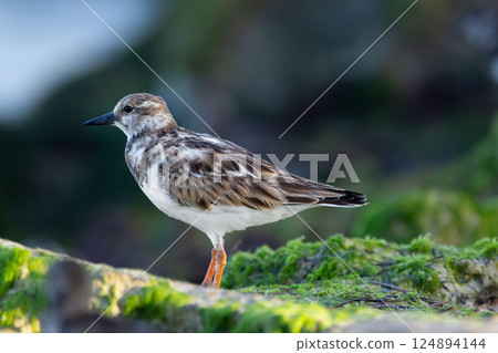 Profile view of Ruddy turnstone standing on the mossy rock. 124894144