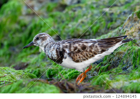 Profile view of Ruddy turnstone standing on the mossy rock. 124894145