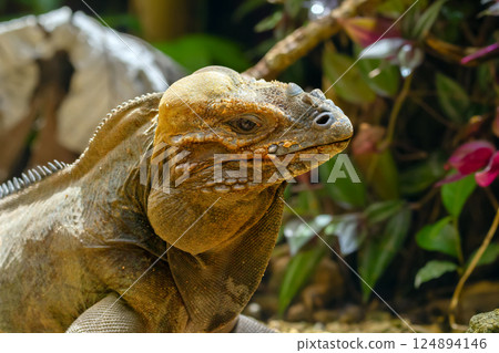 Portrait of rhinoceros iguana in the tropical garden among rocks. Portrait of rhinoceros iguana in the tropical garden among rocks. 124894146