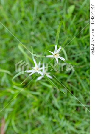 White star sedge with flowers growing in the grass lawn. 124894147