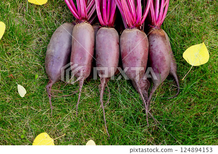 Bunch of beetroots are harvested lying on the green autumn lawn. 124894153