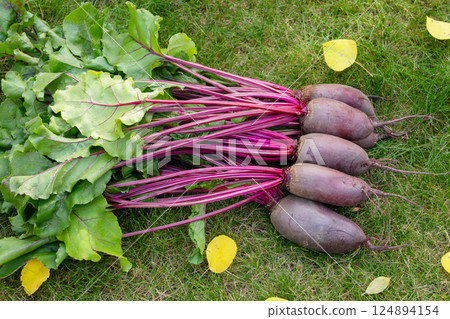 Bunch of beetroots are harvested lying on the green autumn lawn. 124894154