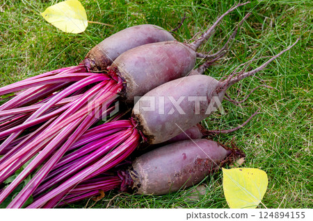 Bunch of beetroots are harvested lying on the green autumn lawn. Bunch of beetroots are harvested lying on the green autumn lawn. 124894155