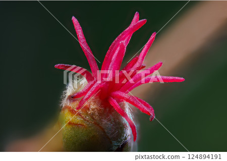 Macro shot of a female blossom of a hazelnut - Corylus avellana in the sunshine Macro shot of a female blossom of a hazelnut - Corylus avellana in the sunshine 124894191