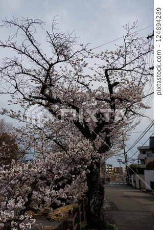 Cherry blossoms starting to bloom along the Ashiya River in Ashiya City 124894289