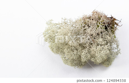 White moss-lichen on a white background isolated with space for text. 124894338