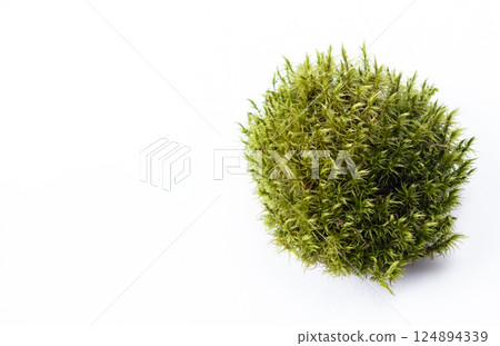 Green moss highlighted on a white background with space for text. Green moss highlighted on a white background with space for text. 124894339