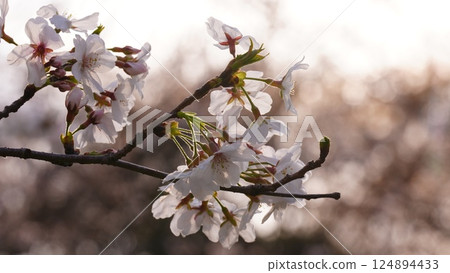 Cherry blossoms illuminated by the setting sun at Toneri Park 124894433