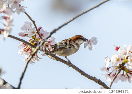 A New Year's sparrow holding a cherry blossom in its mouth 124894571