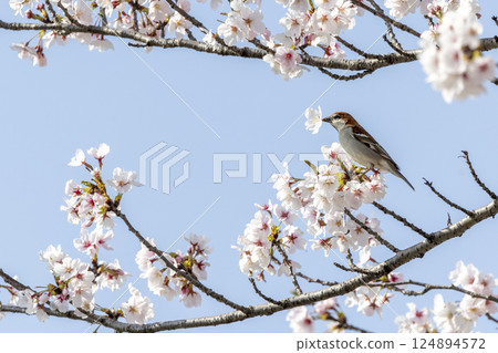 A New Year's sparrow holding a cherry blossom in its mouth 124894572
