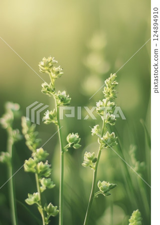 Serene Close-Up of Delicate Wildflowers in Golden Hour Light Serene Close-Up of Delicate Wildflowers in Golden Hour Light 124894910