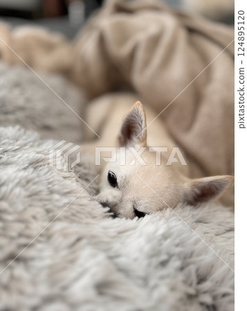 Sleepy cute purebred chihuahua. Chihuahua puppy.  124895120