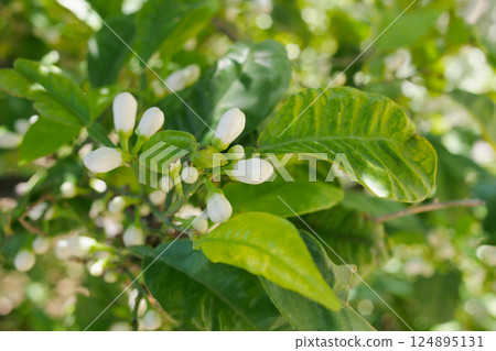 Buds on a lemon tree. Citrus blossom 124895131