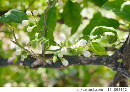 Buds on a lemon tree. Citrus blossom Buds on a lemon tree. Citrus blossom 124895132