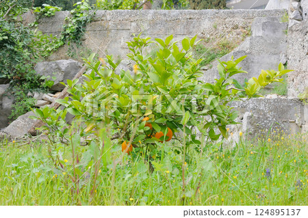 A small young orange tree with ripe fruits A small young orange tree with ripe fruits 124895137