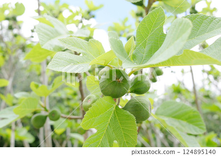 Unripe figs growing on a tree Unripe figs growing on a tree 124895140