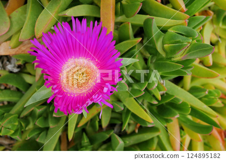 Carpobrotus acinaciformis succulent purple flower Carpobrotus acinaciformis succulent purple flower 124895182