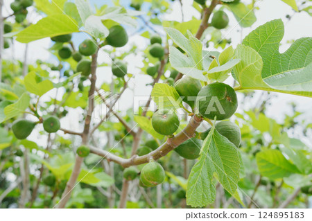 Unripe figs growing on a tree Unripe figs growing on a tree 124895183