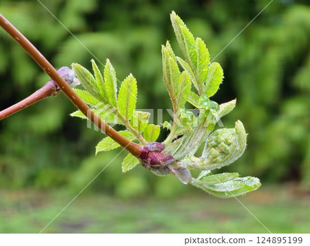 Close-up of raindrops on sprouting rowan buds. Mountain ash young leaves in early spring. 124895199