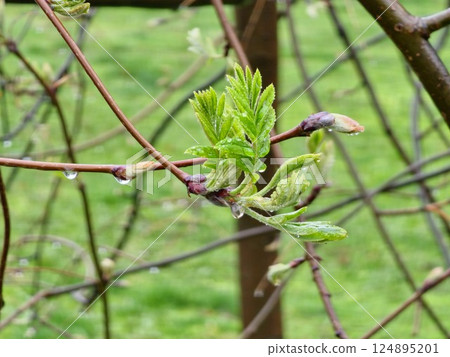 Raindrops on sprouting rowan buds. Mountain ash young leaves in early spring. 124895201