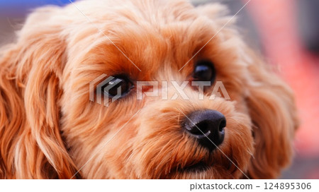 看著那隻玩具貴賓犬，我感到很安慰 124895306
