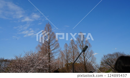 舍人公園的櫻花在藍天映襯下顯得格外美麗 124895437
