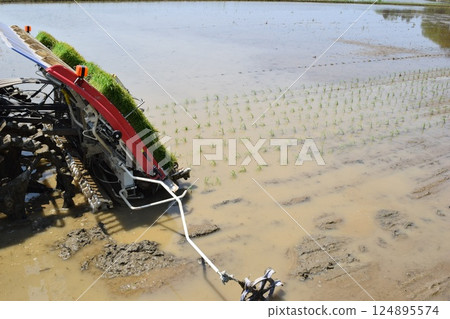 Paddy landscape just after rice planting Paddy landscape just after rice planting 124895574
