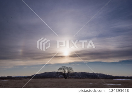 An early spring evening in Hokkaido: A spring lily tree surrounded by a halo 124895658