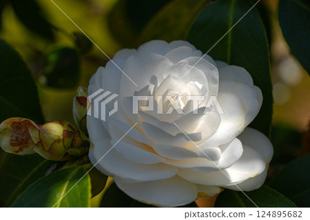 茶花 茶花 124895682