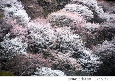 Yoshinoyama 124895708