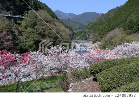 Peach blossoms blooming along the Doi River (around Nagaya's sunken bridge, Niyodogawa Town, Kochi Prefecture) 124895958