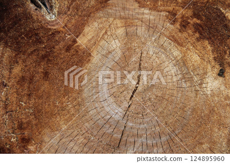 Tree rings that tell the long history of trees Tree rings that tell the long history of trees 124895960