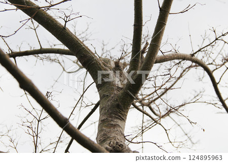 Under the cloudy sky, trees starting to bud Under the cloudy sky, trees starting to bud 124895963