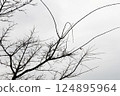 多雲的天空下，樹木開始發芽 124895964