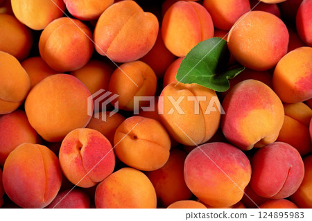 Heap of fresh apricots with one green leaf, closeup detail photo from above Heap of fresh apricots with one green leaf, closeup detail photo from above 124895983