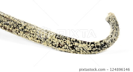 White / yellow mould or mildew growing on vanilla sticks stored improperly in wet and cold fridge - close up detail photo isolated on white background 124896146